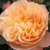 Narancssárga - Nosztalgia rózsa - Natalija™